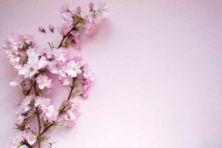 Blooming Sakura Pink Flatlay: A Designer's Secret for Elegant Mockups